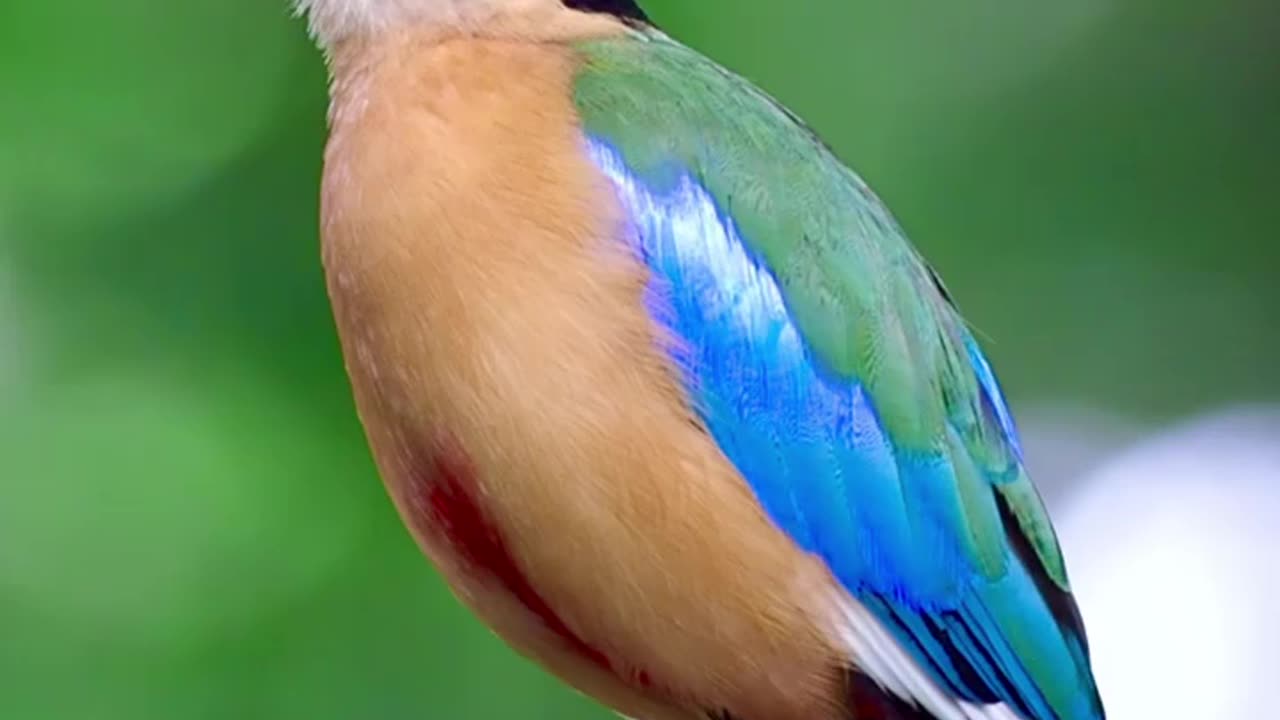 Blue-Winged Pitta