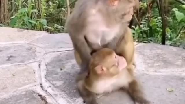 Cute and adorable monkey