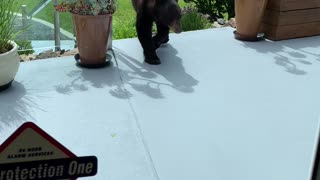 Yearling Bear Visits Local Patio