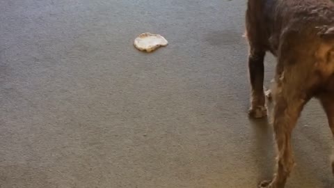 Dog playing around with tortilla