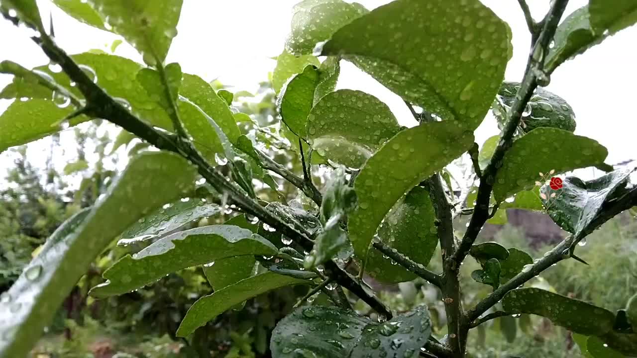 After Rain, SUBHAN ALLAH ❤️,Rain a beautiful phenomenon,Greenery @Simple Easy Living