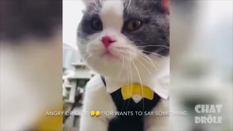 Check out this talking cat 🐈