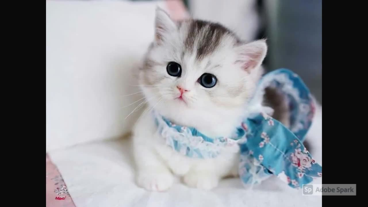 cute and fluffy cats