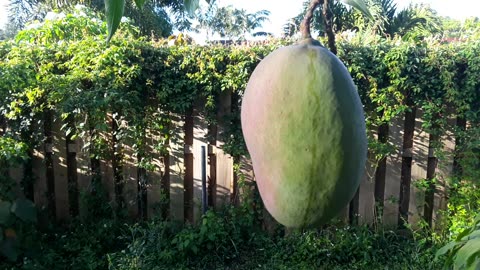 Growing south Florida Fruits in your backyard.