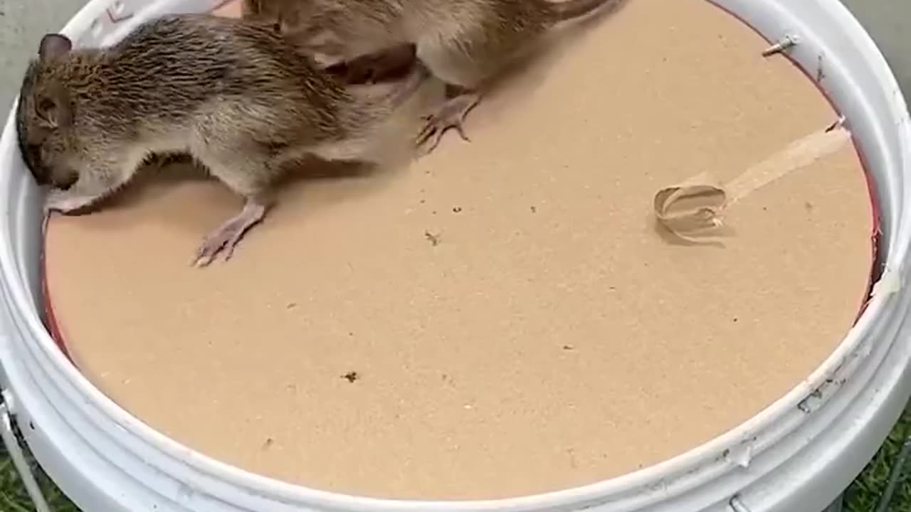 Simple and effective rat trap