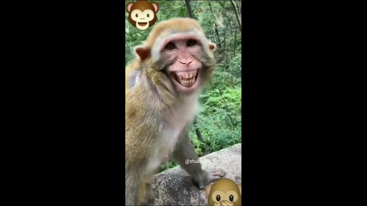 Funny monkey in the end of this video