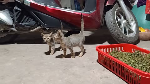 Kitten playing with me (Their mother didn't die from eating rat bait)