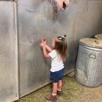 Small girl shows love with horses