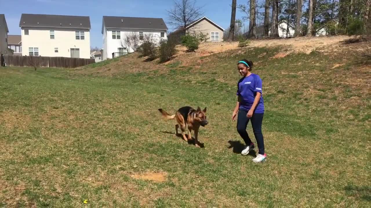 Simple and easy Off Leash German Shepherd training 🐕🐕❤✨