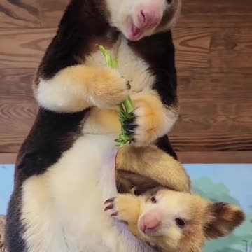 Beautiful kangaroo 🦘 so cute |Funny animal videos| try not to laugh