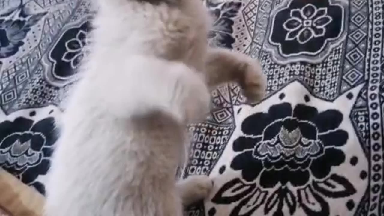 With my cat