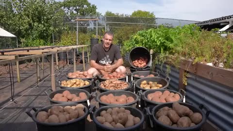 I Grew 450lbs (200kg) Of Potatoes, The Lazy Way. Never Dig Again