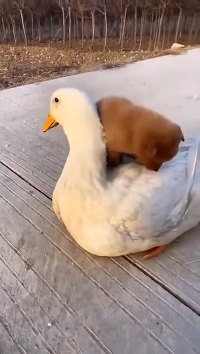 Parents are different