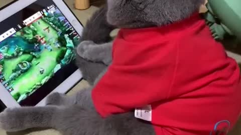 Cat video Playing Beautifull cat video Playing