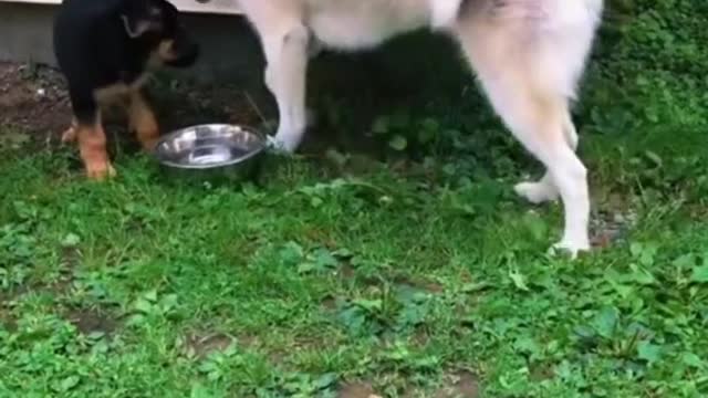 Funny dog video