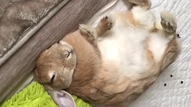 Lazy Rabbit