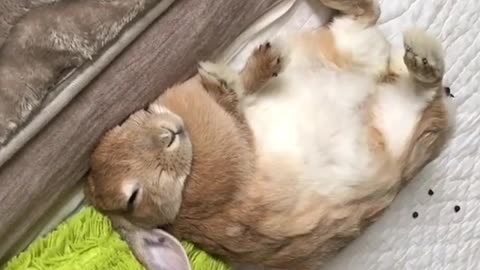 Lazy Rabbit