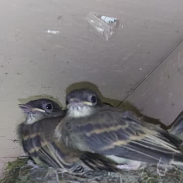 Eastern Phoebe Nest