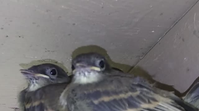 Eastern Phoebe Nest