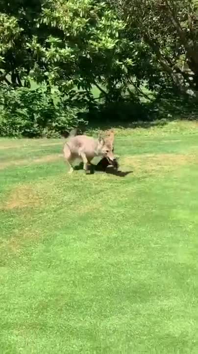 Funny Adorable Foxes | Funny Pet Videos