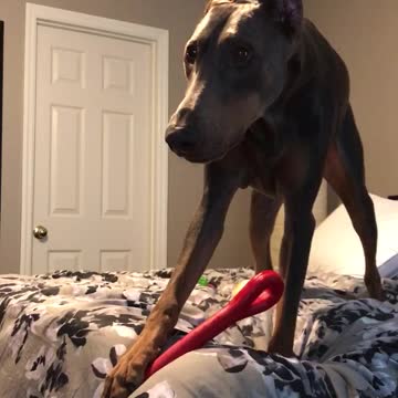 Anubis likes to argue