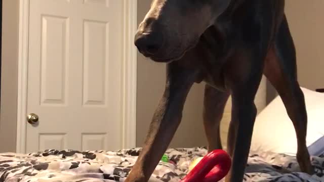 Anubis likes to argue