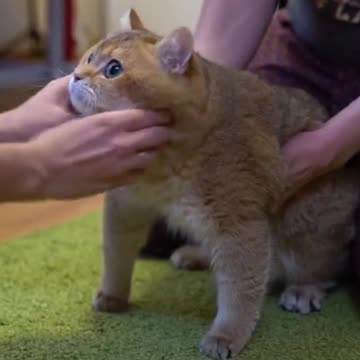 Veterinary doctor and Hosico