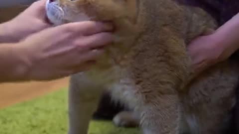 Veterinary doctor and Hosico