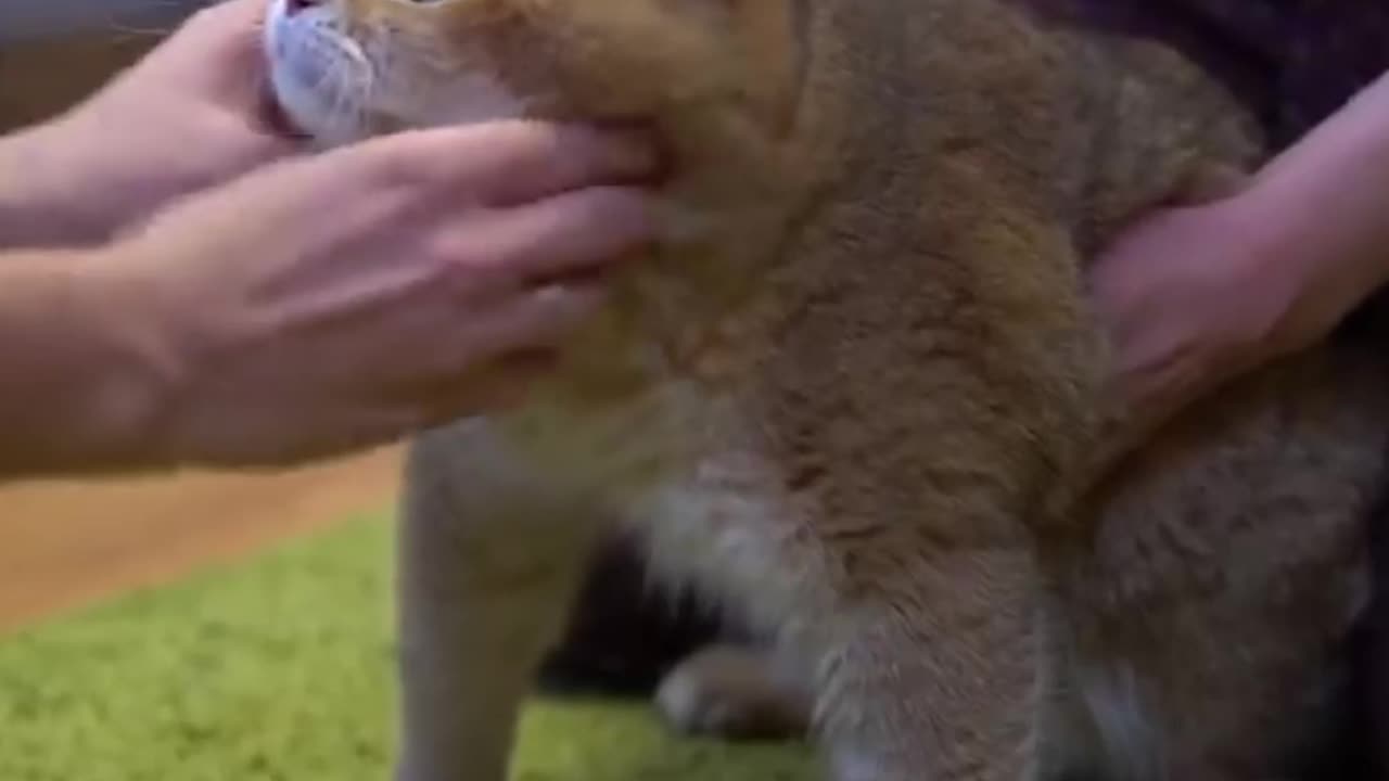 Veterinary doctor and Hosico