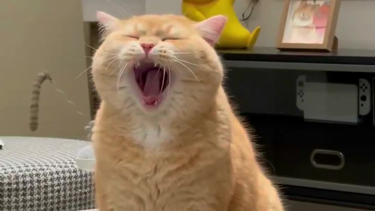 In fact, this is what a cat yawns like