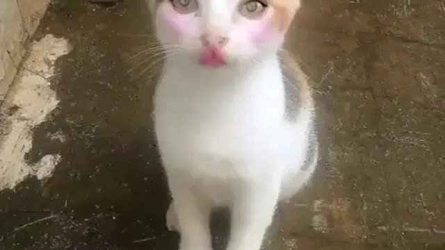 Video kucing lucu