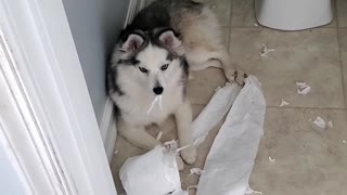 Pomsky Pulverizes Precious Toilet Paper