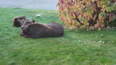 Three Visiting Bears Enjoying a Nap