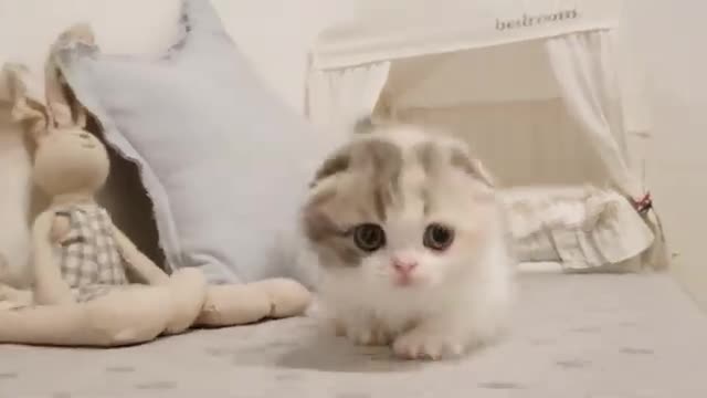 cute kitten videos short leg cat