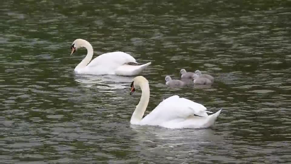 Watch swimming education for swan children father and mother