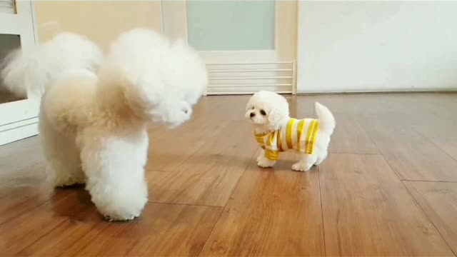 Cute puppies doing funny things