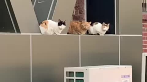 Three old cats enjoying afternoon breeze