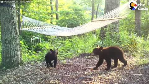 Funny Hammock for Bear