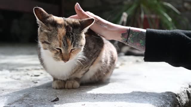 Petting a Cat. Funny And Happy Videos 4K