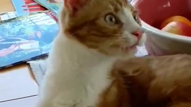 FLUENT CAT SPEAKING VERY FAST.... SO CUTE