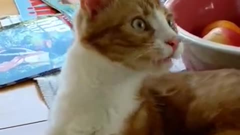 FLUENT CAT SPEAKING VERY FAST.... SO CUTE