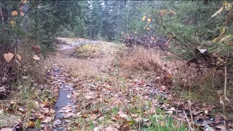 Fall at the cabin