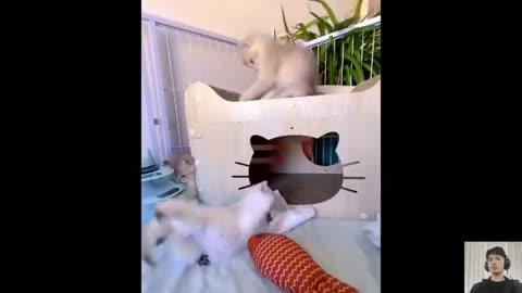 Cat videos cute cats kittens 😻🐾 3