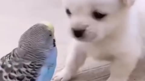 Cute puppy