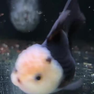 Fish with a crown head