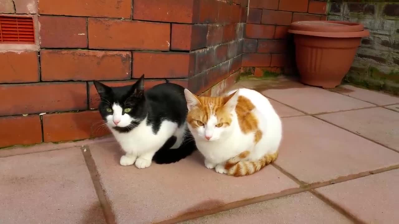 Synchronized Cats