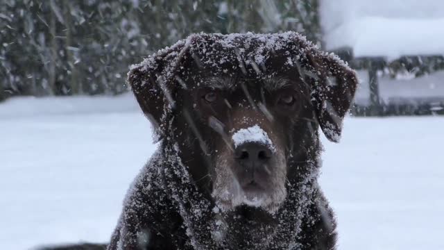 Dog and snow