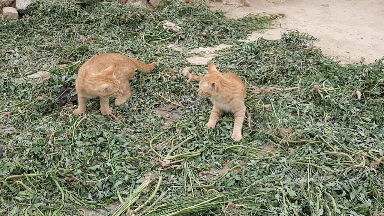 Two Little Street Cats Fighting & Playing