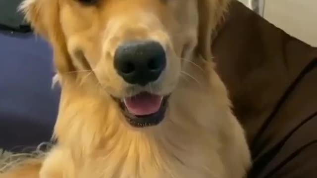 Best Funny Dogs videos. ☺☺