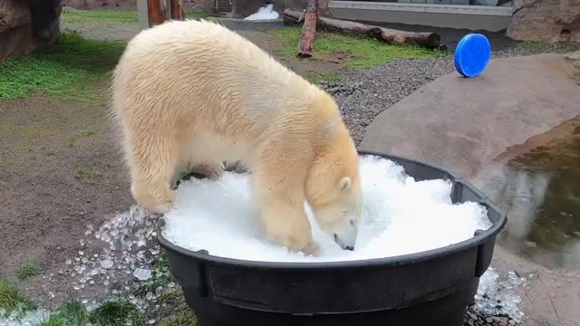 Polar bear 🐻‍❄️ sister play in ice 🧊 bucket